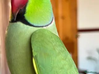 Budgerigars birds Silly tame and talking Indian ringneck with cage - Advert 1