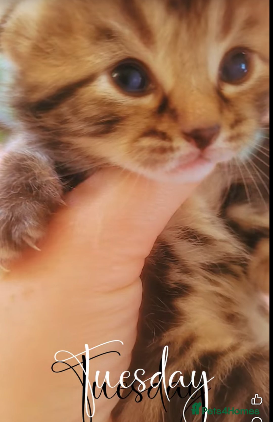 Mixed Breed cats for sale: Adorable tabby kittens  - Advert 4
