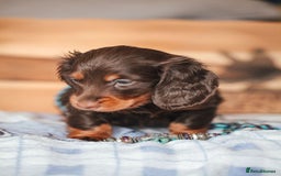 Miniature Dachshund dogs for sale: PEDIGREE MINIATURE LONGHAIRED DACHSHUNDS  - Image 5