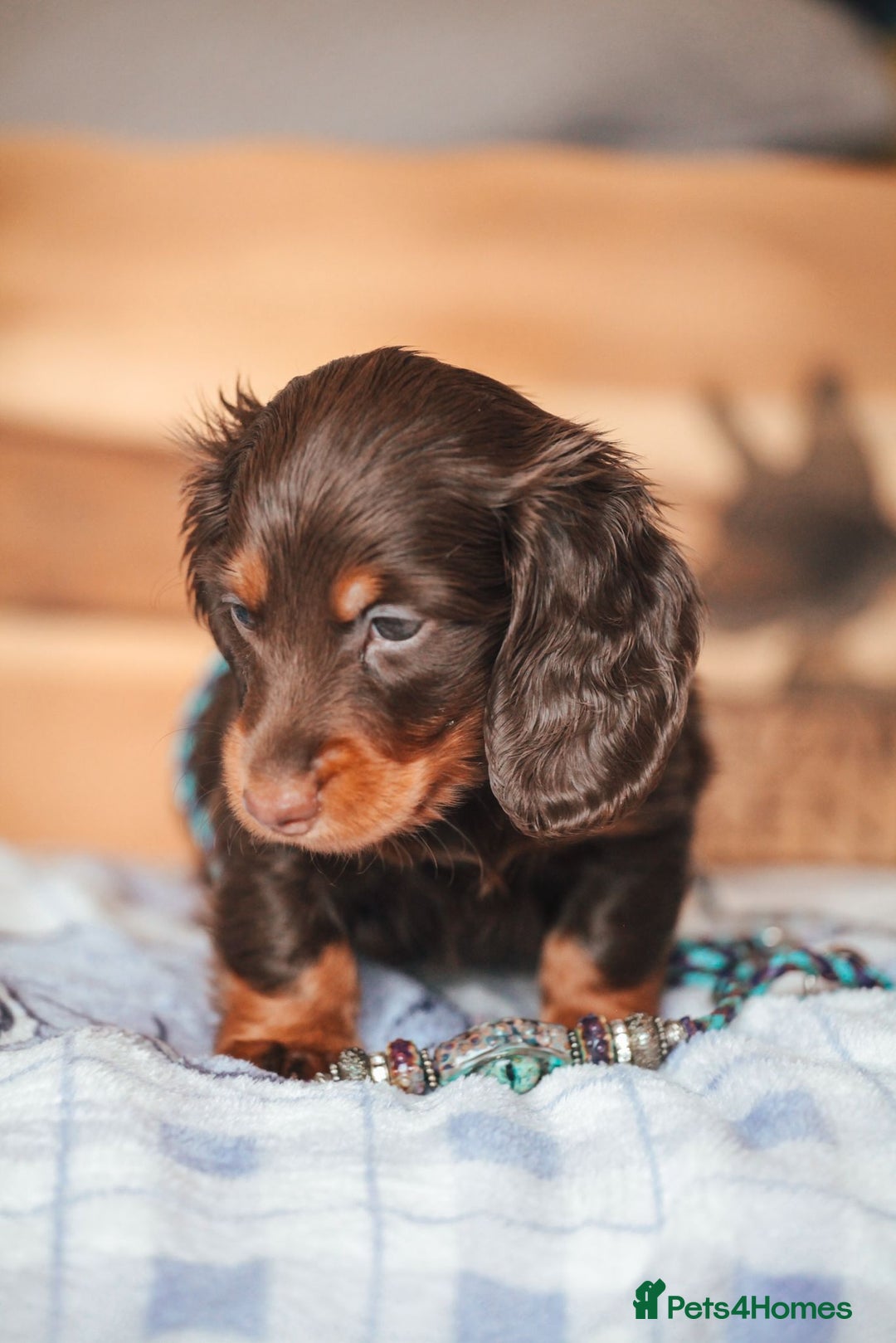Miniature Dachshund dogs for sale: PEDIGREE MINIATURE LONGHAIRED DACHSHUNDS  - Image 5