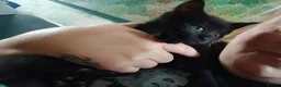 Mixed Breed cats for sale: Kittens for sale  in Solihull - Advert 3