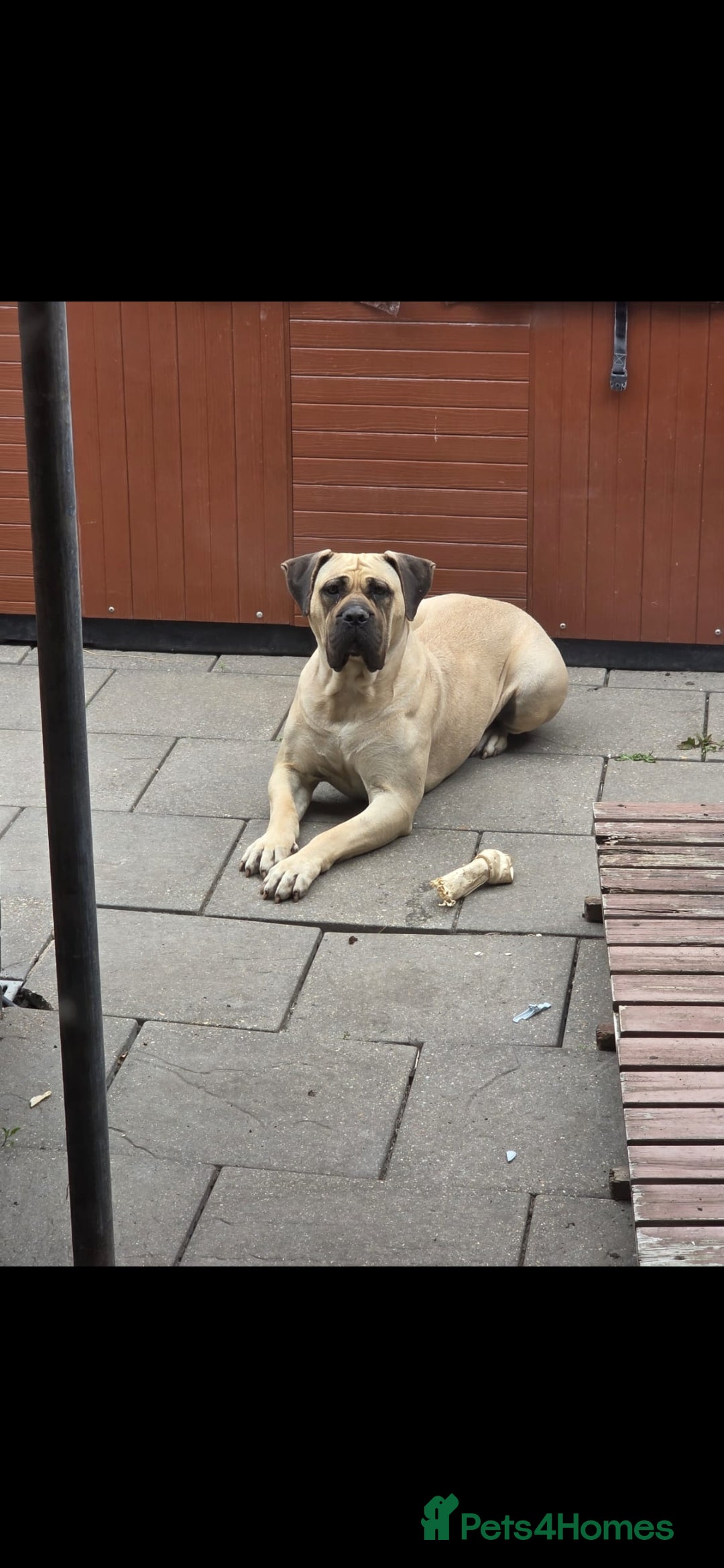 Presa Canario dogs for sale: Presa canario bitch 3 years old - Image 3