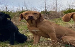 Labrador Retriever dogs for sale: Pedigree Labrador Pups - Image 7