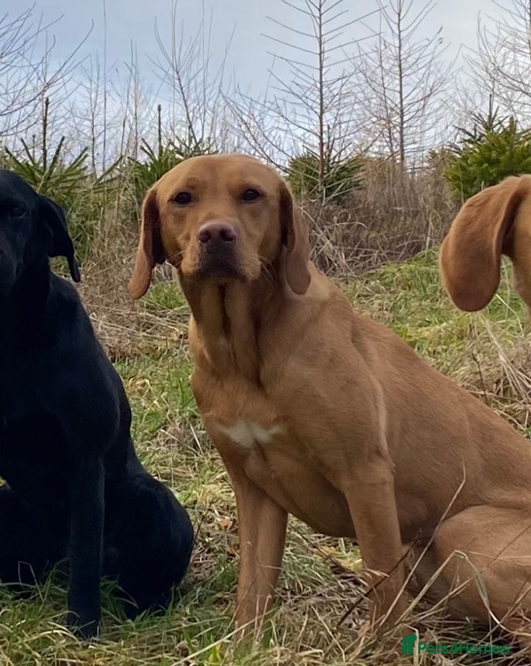 Labrador Retriever dogs for sale: Pedigree Labrador Pups - Image 7