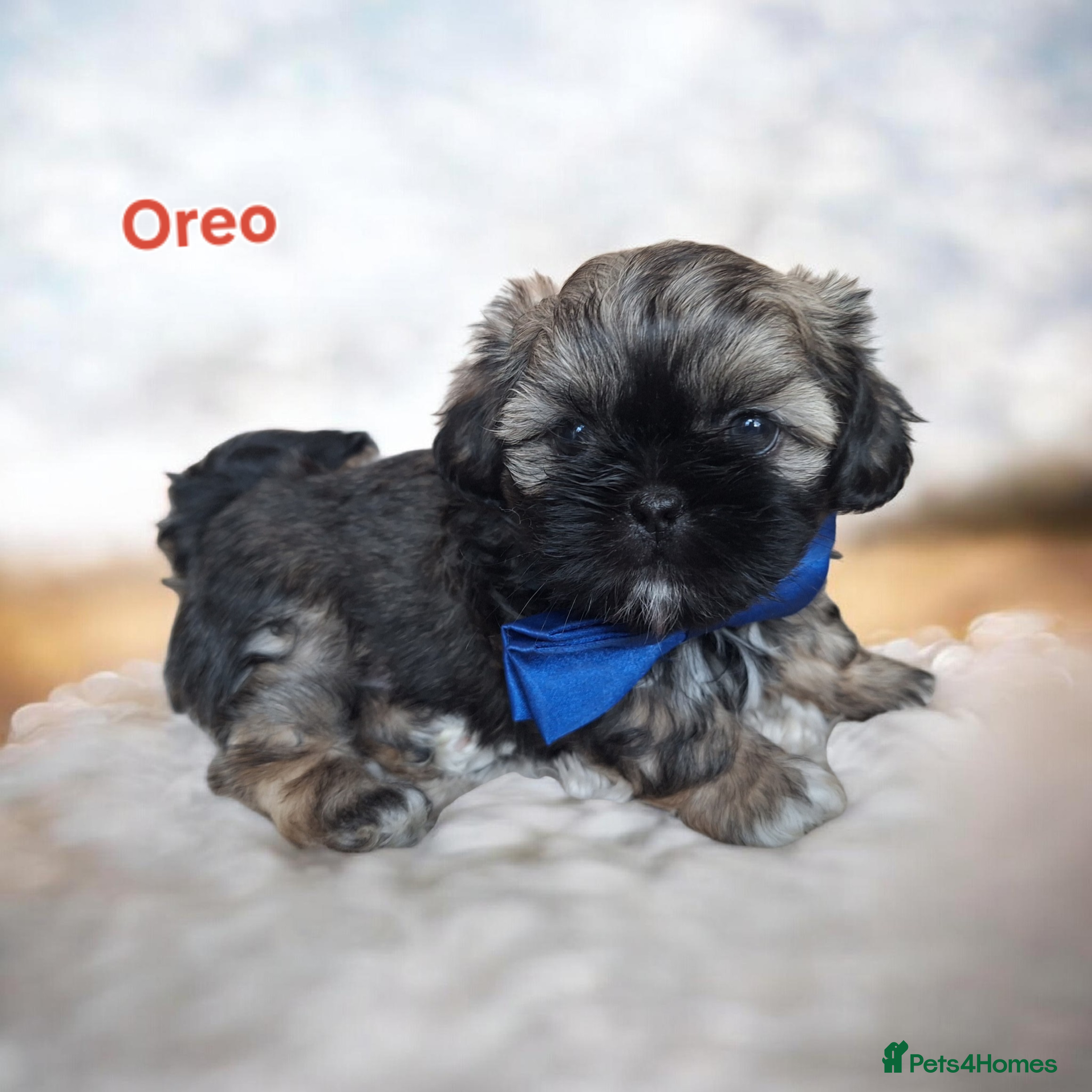 Shih Tzu dogs Beautiful Imperial Shih Tzus  - Advert 4