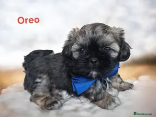 Shih Tzu dogs Beautiful Imperial Shih Tzus - Advert 4
