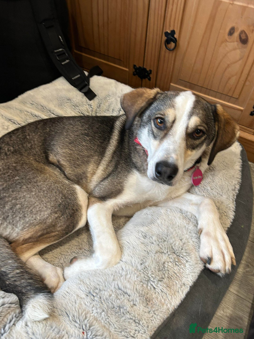 Mixed Breed dogs for adoption: MABEL - FOR ADOPTION  - Advert 12