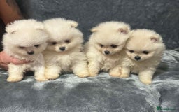 Pomeranian dogs for sale: Teddy bear optic white Pomeranians puppies - Advert 1