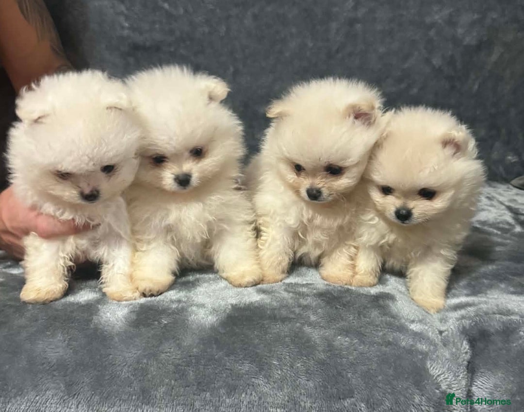 Pomeranian dogs for sale: Teddy bear optic white Pomeranians puppies - Advert 1