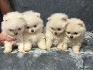 Pomeranian dogs Teddy bear optic white Pomeranians puppies - Advert 1