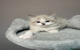 Ragdoll cats for sale: Registered Ragdolls kittens for sale - Image 9