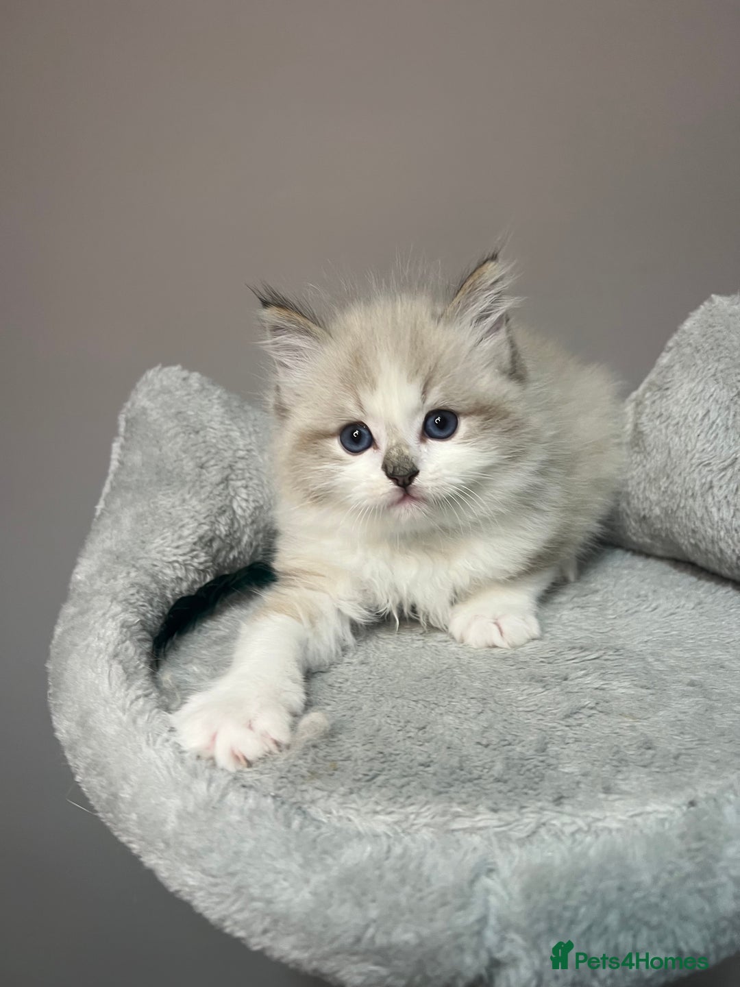 Ragdoll cats for sale: Registered Ragdolls kittens for sale - Image 9