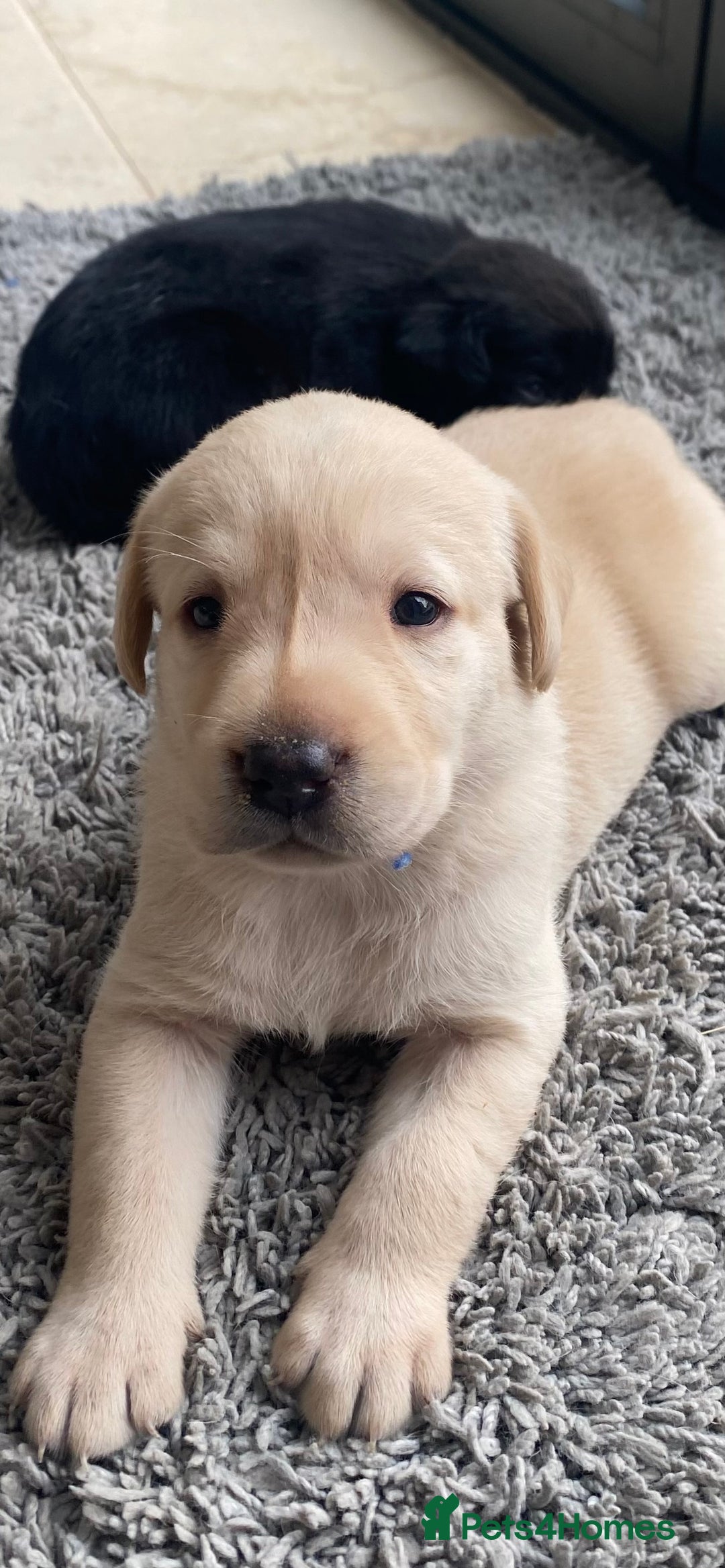 Labrador Retriever dogs for sale: Labrador puppies black and Yellow - Image 4