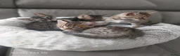 Bengal cats for sale: Bengals kittens - Advert 7