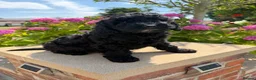 Labradoodle dogs for sale: Gorgeous Australian Labradoodle Pups  - Advert 4
