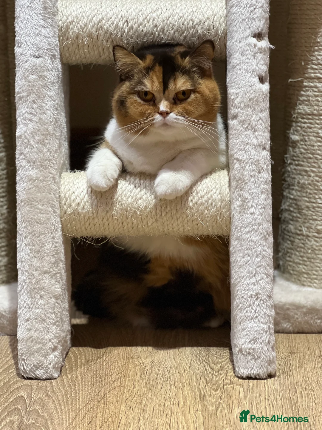 British Shorthair cats for sale: British Shorthair Girls Ready for Forever Homes - Advert 6