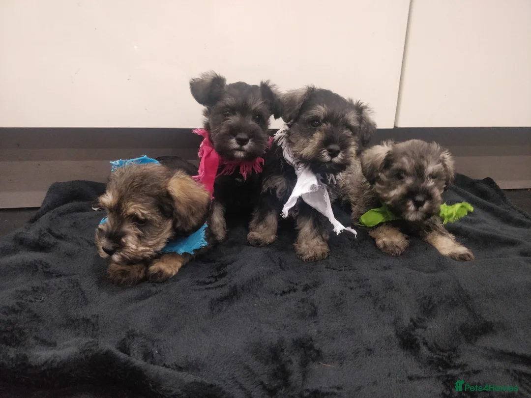 Miniature Schnauzer dogs for sale: Miniature Schnauzer puppy for sale  - Advert 2