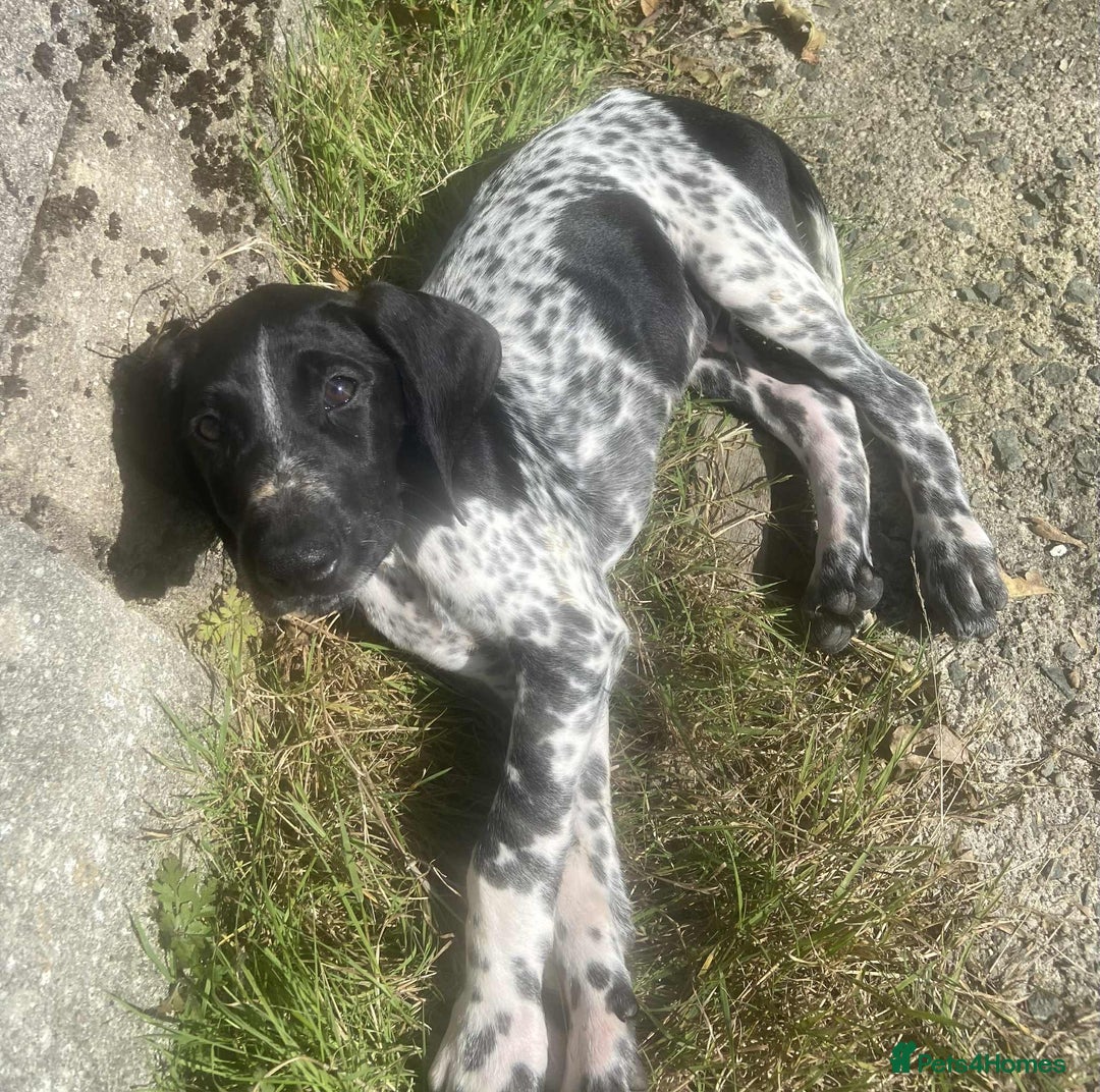 German Shorthaired Pointer dogs for sale: 3boys 3girls left ‼️Stunning Litter of GSP puppies - Image 40