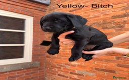 Labrador Retriever dogs for sale: 6 x Beautiful Black Labrador Puppies for sale. - Image 6