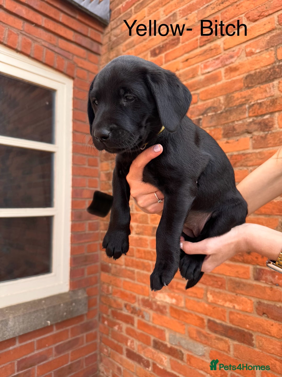 Labrador Retriever dogs for sale: 6 x Beautiful Black Labrador Puppies for sale. - Image 6