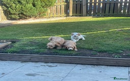 Cavapoo dogs for sale: ⭐️ Mini cavapoo puppies (toy poodle x cavalier)⭐️ - Image 2