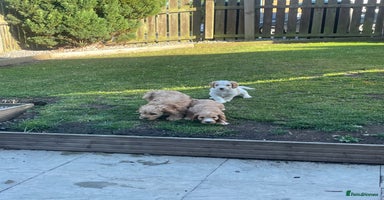 Cavapoo dogs - Advert 2