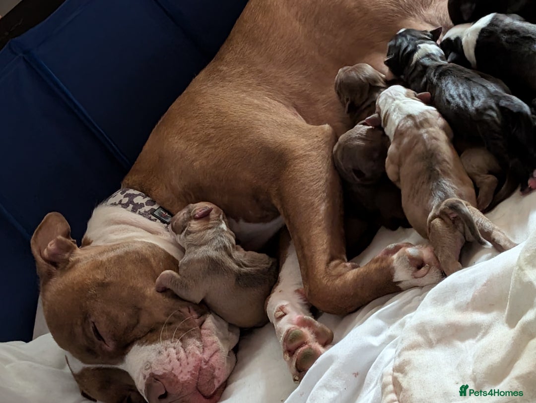 Mixed Breed dogs for sale: Beautiful American bulldog x staffie puppies  - Image 2