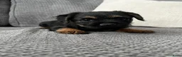 Border Terrier dogs for sale: BORDER TERRIERS PUPPIES - Advert 5
