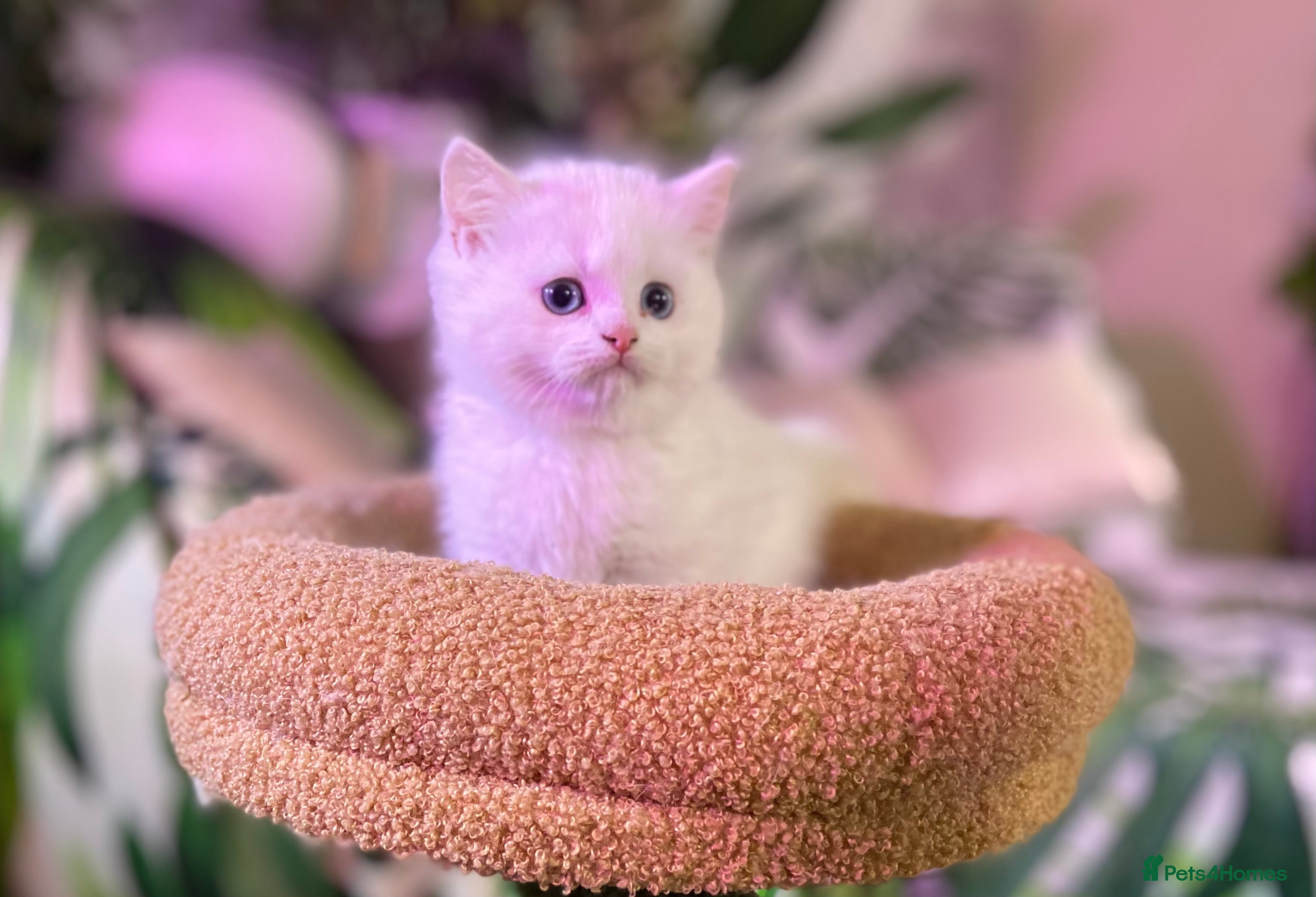 Munchkin cats Full Pedigree Munchkin Kittens( 7 weeks old)  - Advert 1