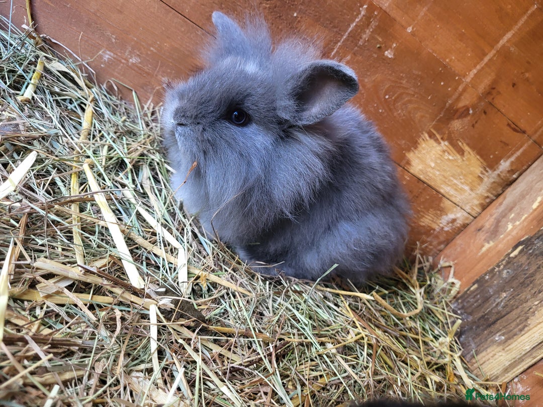 Mini Lion Lop rabbits for sale: One beautiful little buck ready go  - Image 4