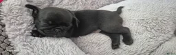 Pug dogs for sale: 3x pug girls 1x pug boy - Advert 6
