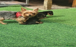 Yorkshire Terrier dogs for sale: Beautiful Mini Yorkshire Terrier puppies - Image 2