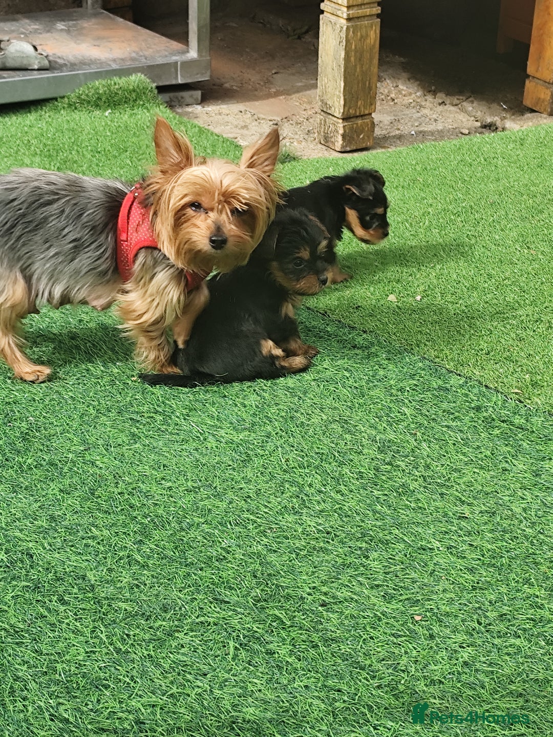 Yorkshire Terrier dogs for sale: Beautiful Mini Yorkshire Terrier puppies - Image 2