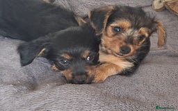 Mixed Breed dogs for sale: One healthy Dorkie ready to go  - Image 10