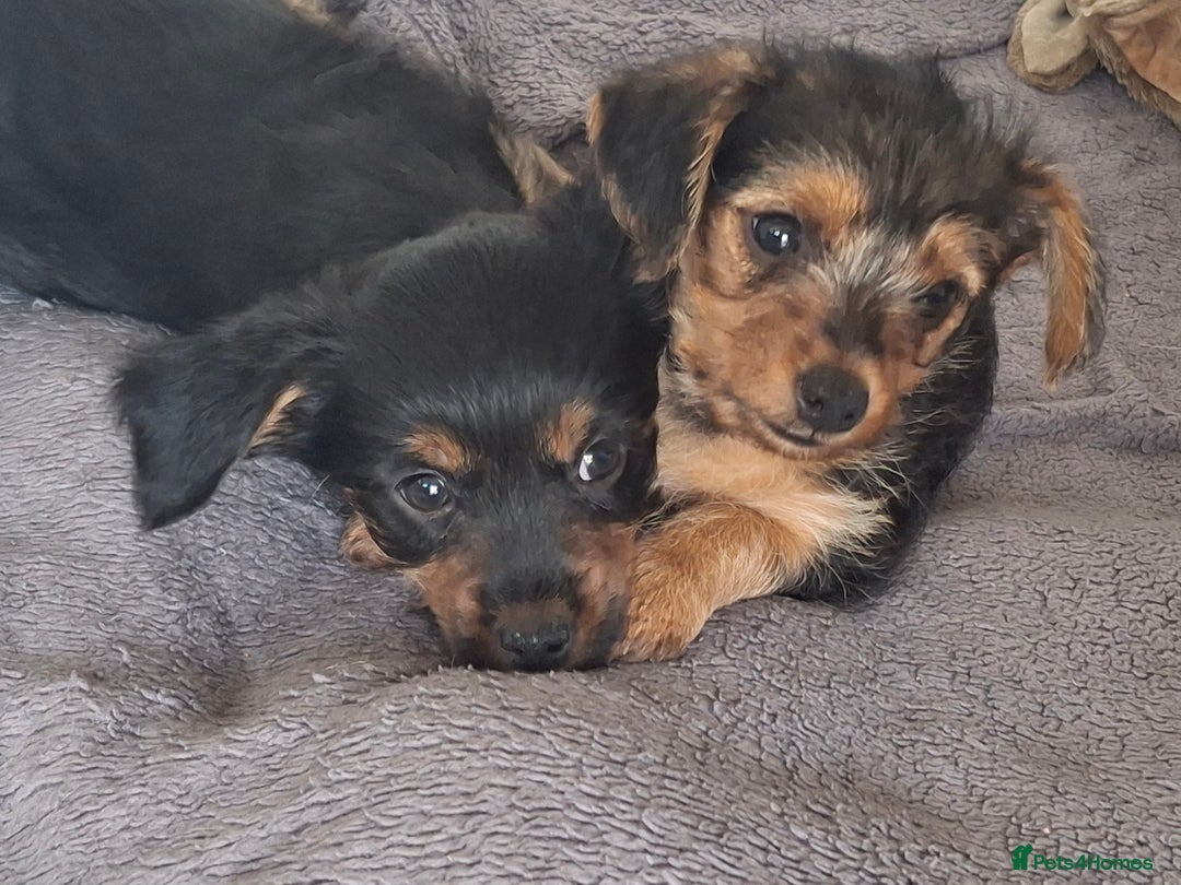 Mixed Breed dogs for sale: One healthy Dorkie ready to go  - Image 10