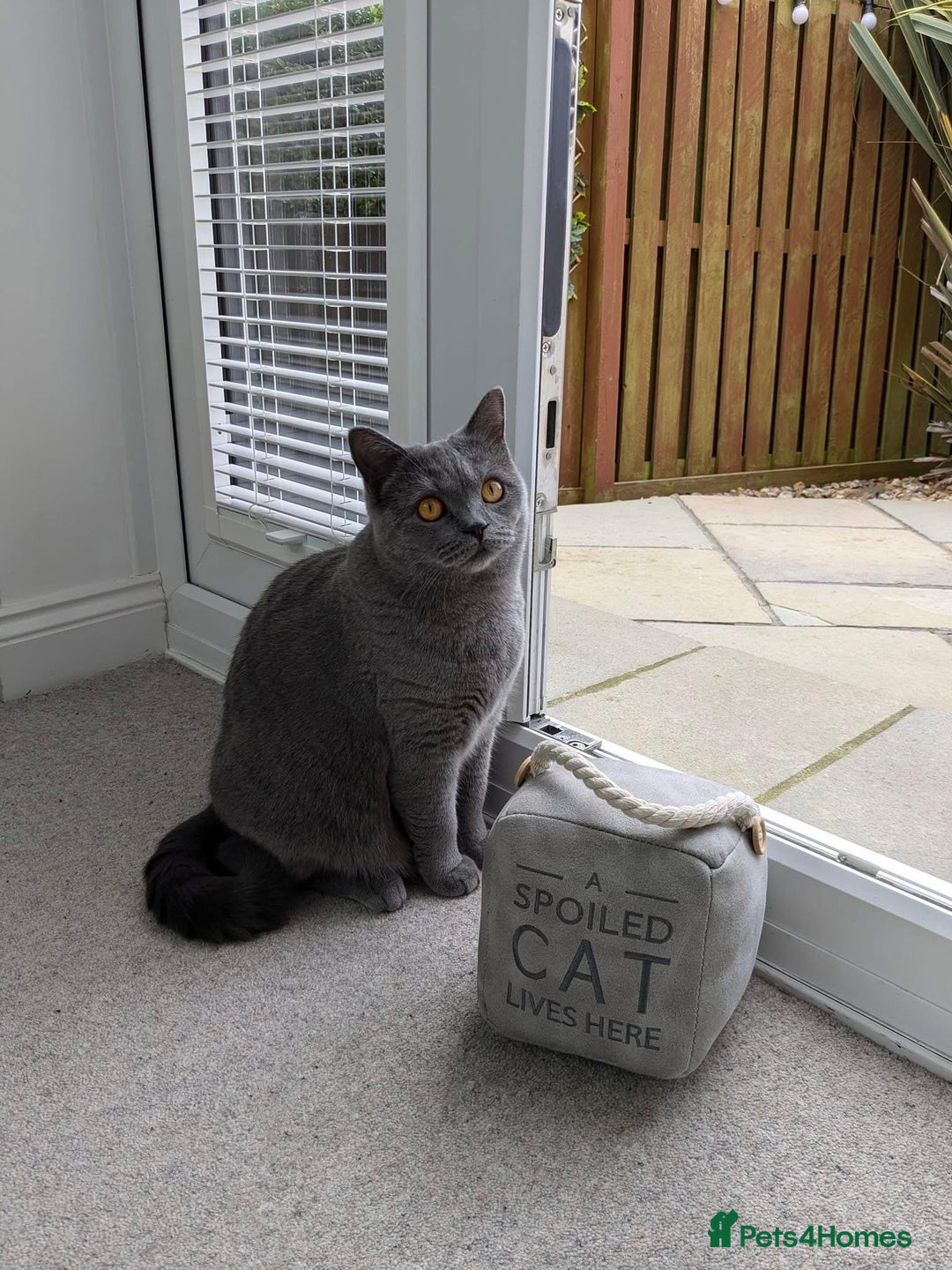 British Shorthair cats for sale: British Shorthair teddy bear face and plush coat - Image 4