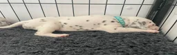 Dalmatian dogs for sale: Exceptional KC Liver Spotted Dalmatian Puppies - Advert 20