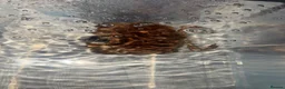 Crabs invertebrates for sale: FREE Rock Crab in Sutton Coldfield - Advert 2