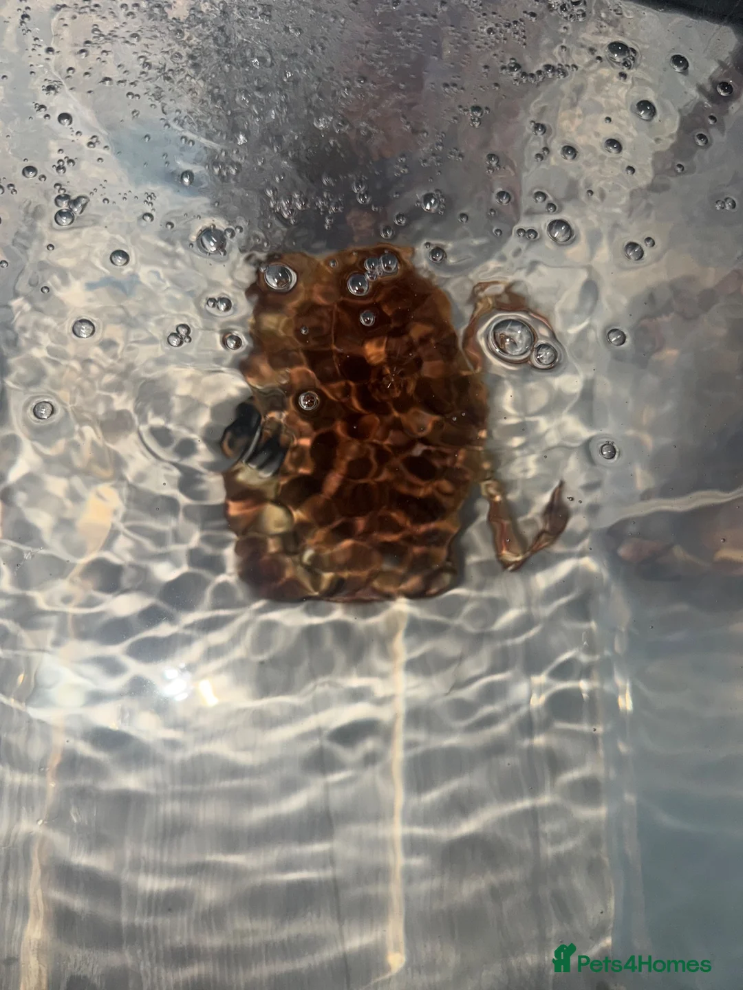 Crabs invertebrates for sale: FREE Rock Crab in Sutton Coldfield - Advert 2