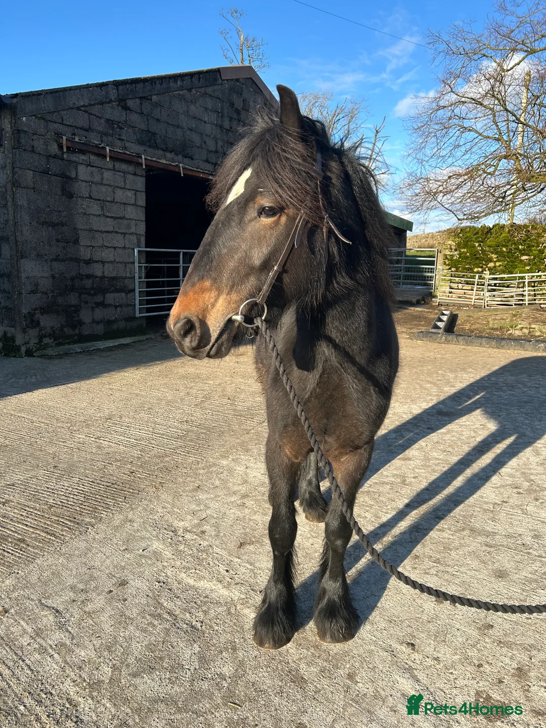 Fell horses for sale: Star (Ingledale Rising Star)  in Skipton - Advert 2