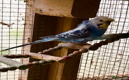Budgerigars birds for sale: Hagoromo helicopter budgies in Lymington - Image 2