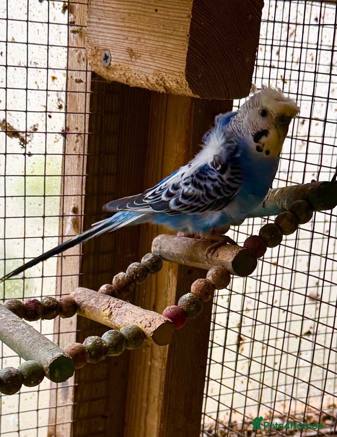 Budgerigars birds for sale: Hagoromo helicopter budgies in Lymington - Image 2