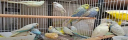 Budgerigars birds for sale: Budgies for sale Birmingham  - Advert 18