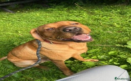 Labrador Retriever dogs for stud: Fox red labrador for stud only  - Image 3