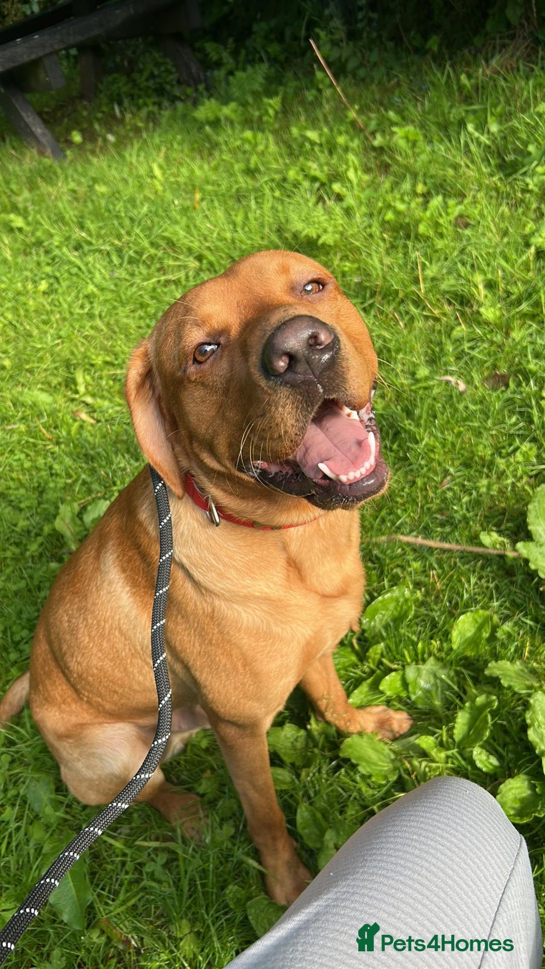 Labrador Retriever dogs for stud: Fox red labrador for stud only  - Image 3
