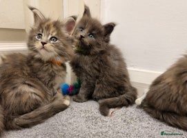 Maine Coon cats - Advert 4