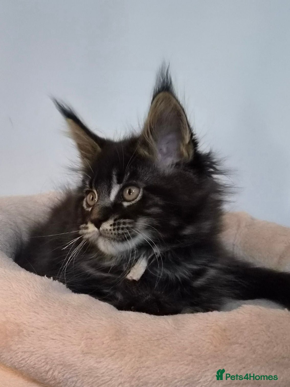 Maine Coon cats TICA REGISTERED MAINE COONS - Advert 2