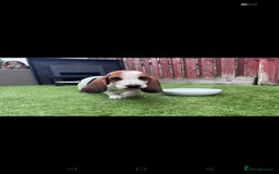 Basset Hound dogs for sale: Bassett Hound Puppies for Sale - Image 31