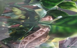 Gecko reptiles for sale: 18 month old male crested gecko (check desc) - Image 3