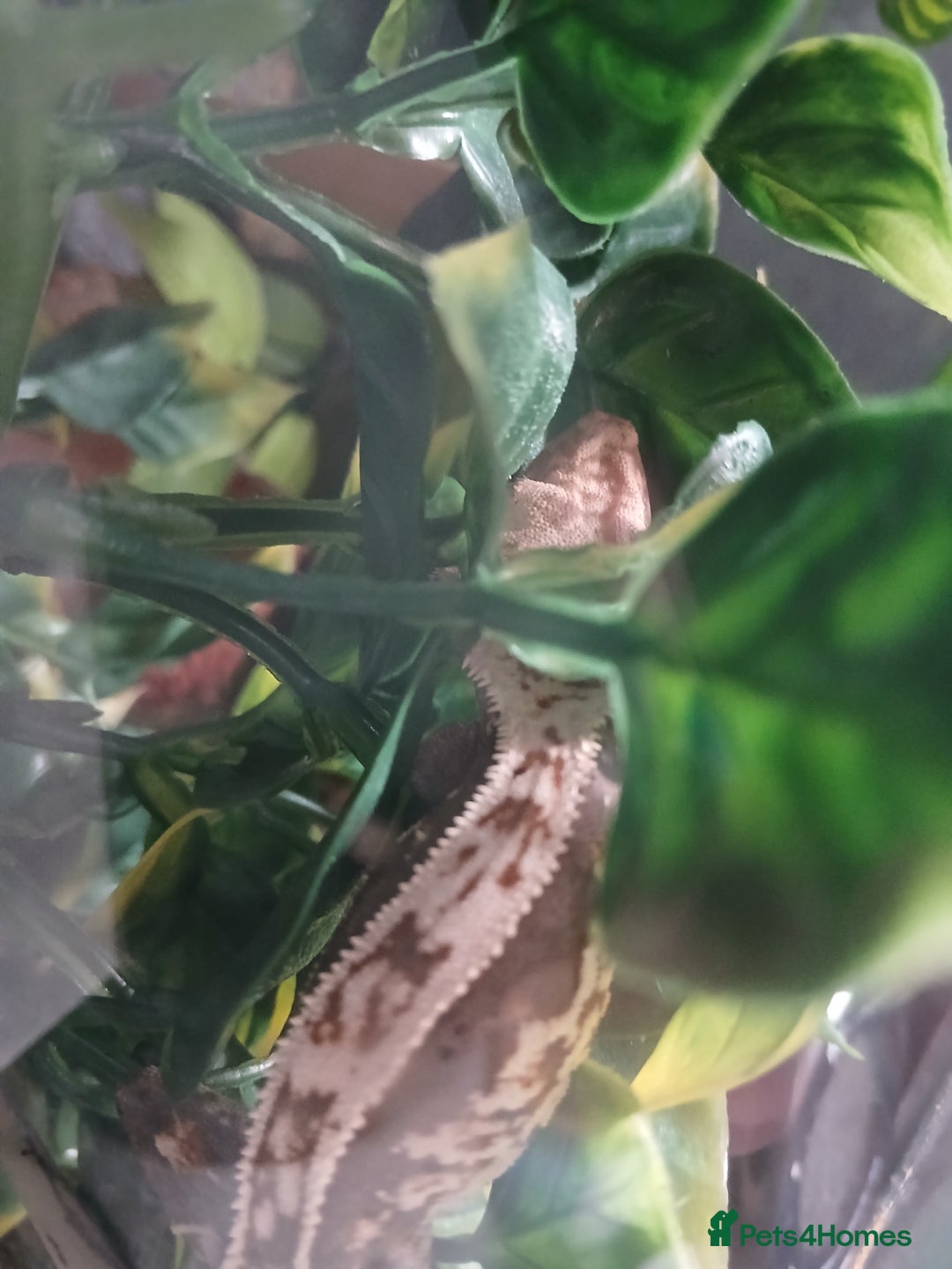 Gecko reptiles for sale: 18 month old male crested gecko (check desc) - Image 3